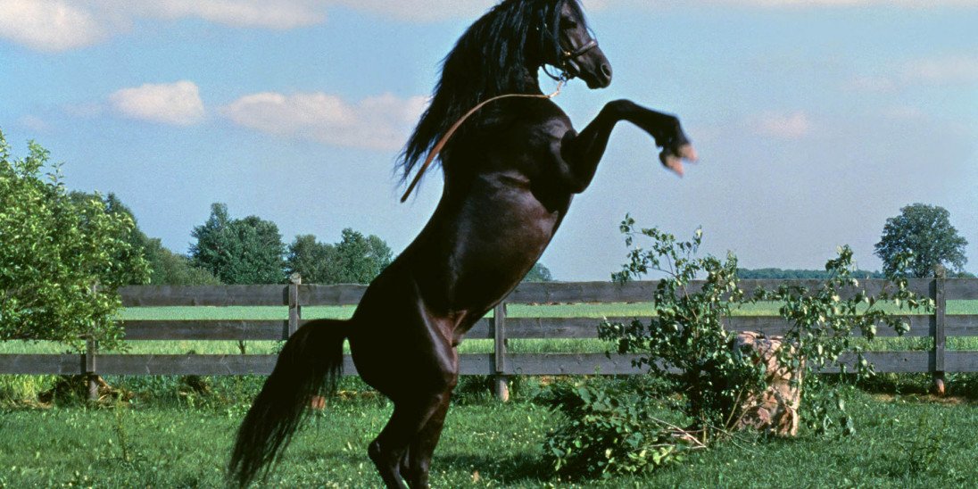 The Black Stallion (1979) 