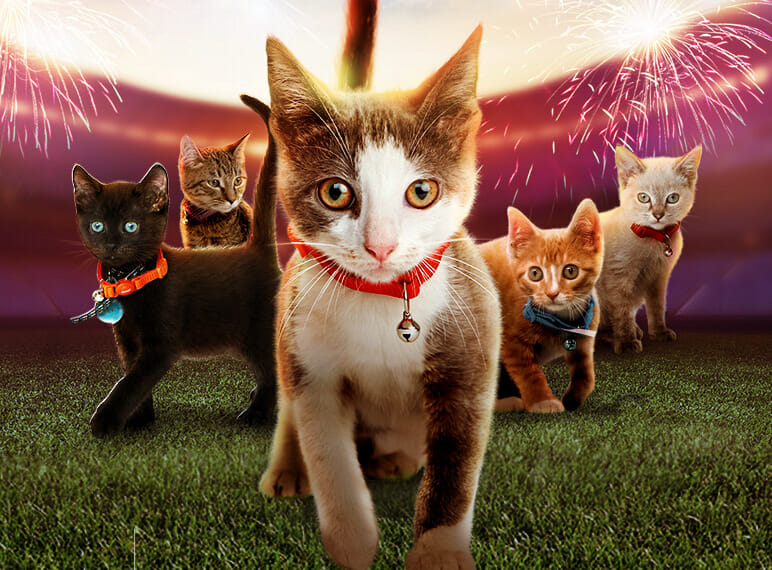 The Hallmark Kitten Bowl