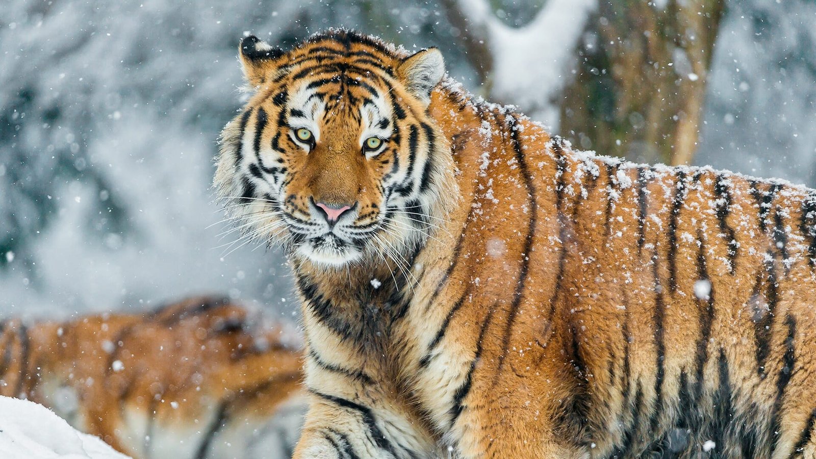 Russia's Wild Tiger 