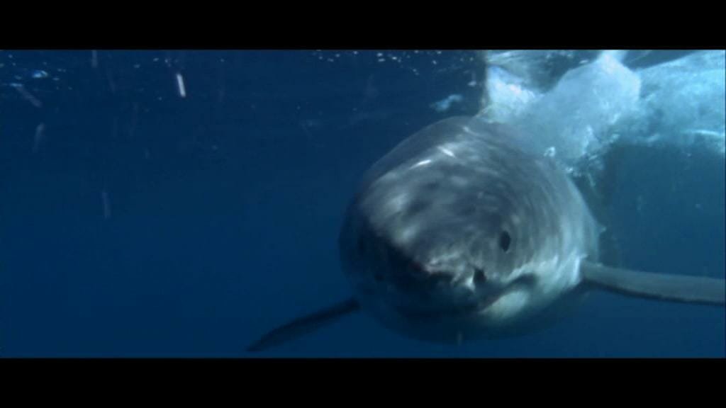 Best Shark Movies: The Reef (2010)